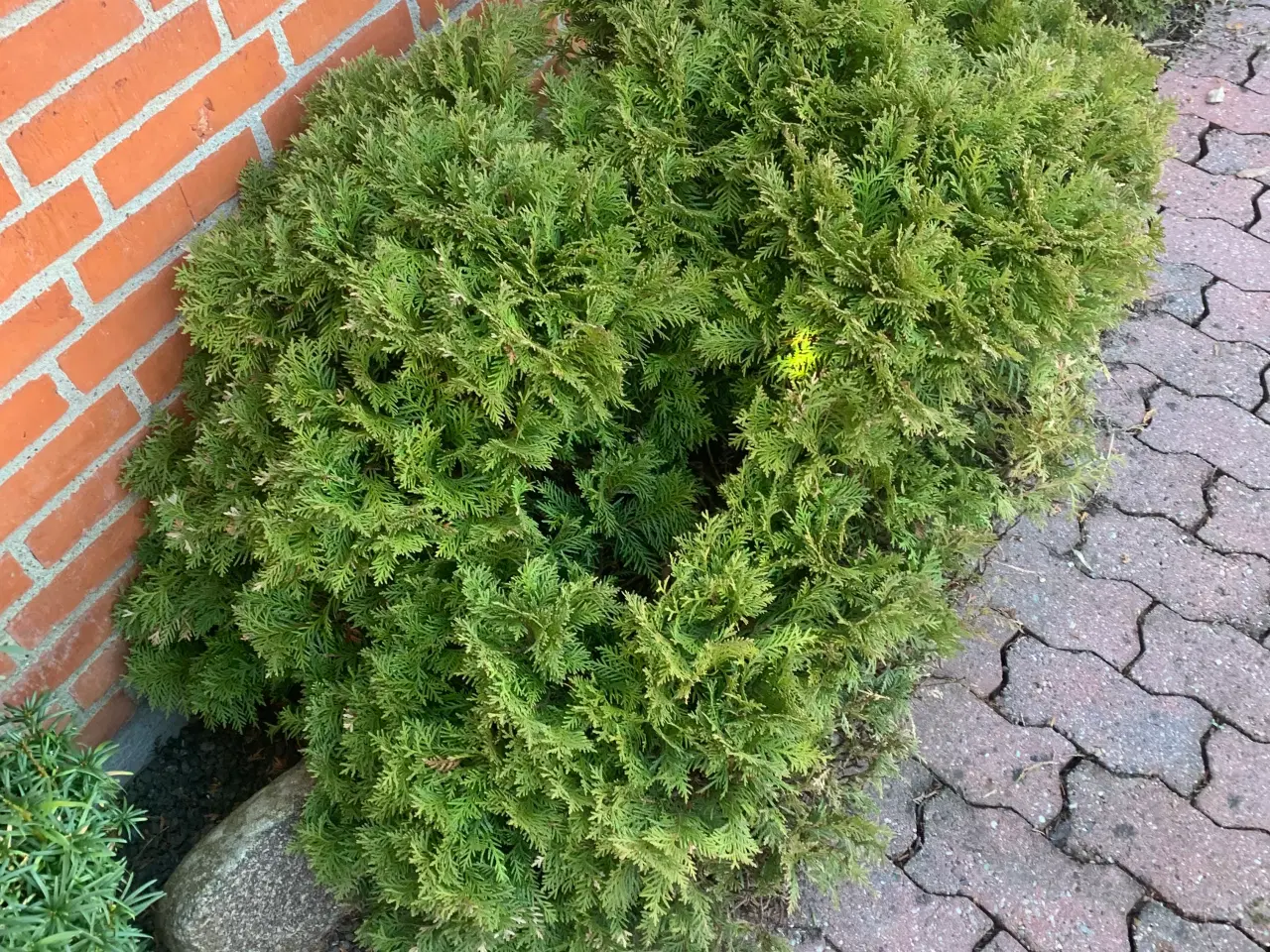 Billede 4 - Thuja busk og solbærbusk m m og mange marksten