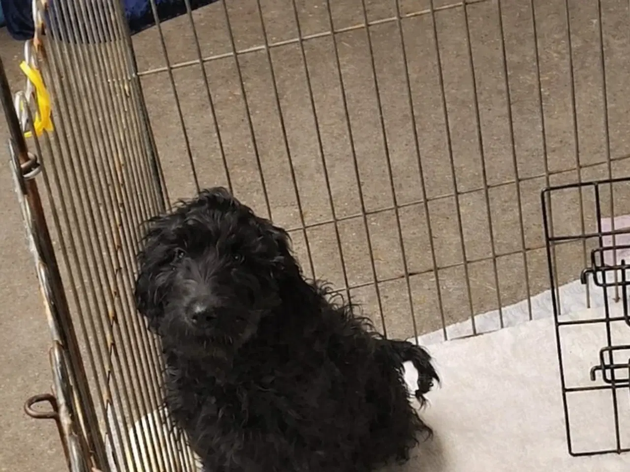 Billede 3 - Skønne Labradoodle-hvalpe