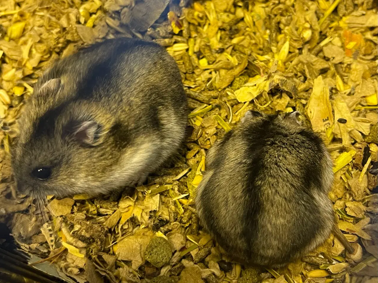 Billede 1 - Hamster, Sibiriske dværg & Guldhamster