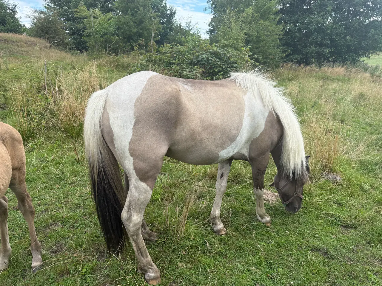Billede 6 - 3 årig hoppe med føl 