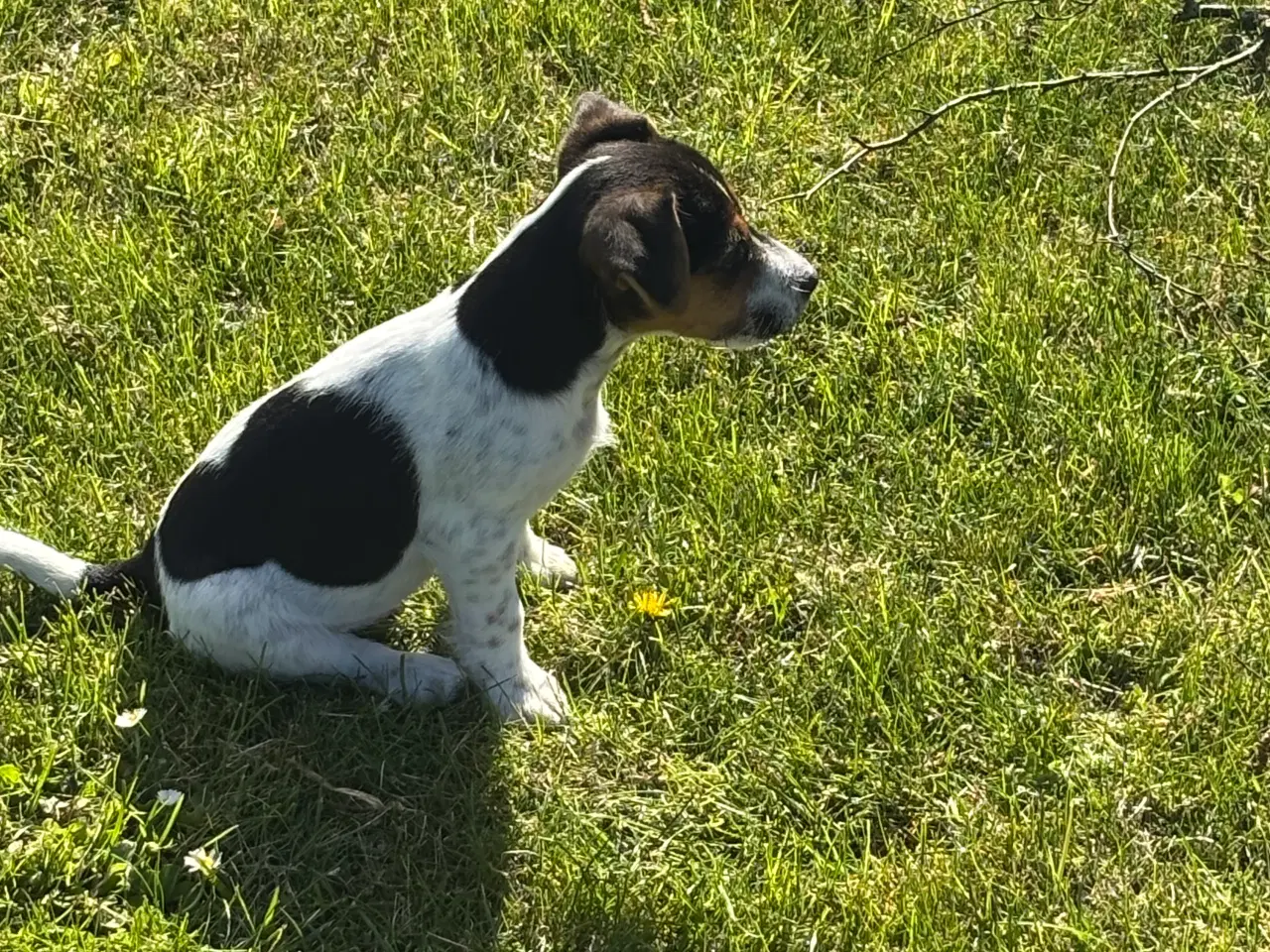 Billede 4 - Fantastisk Jack Russel Hvalp