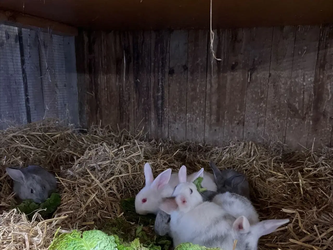 Billede 1 - Dværg kanin unger