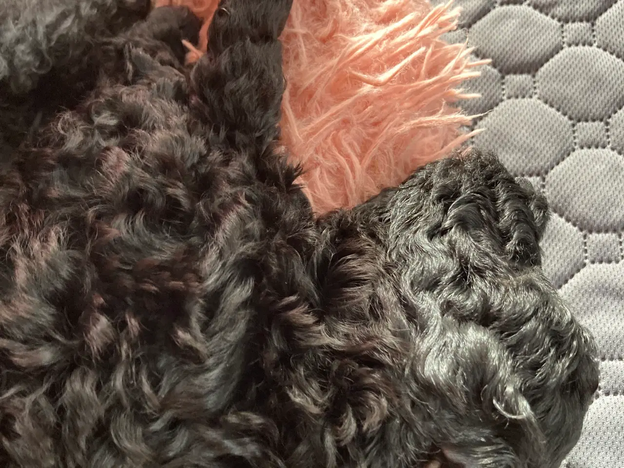 Billede 1 - 5 ugers Dværgpudel drenge