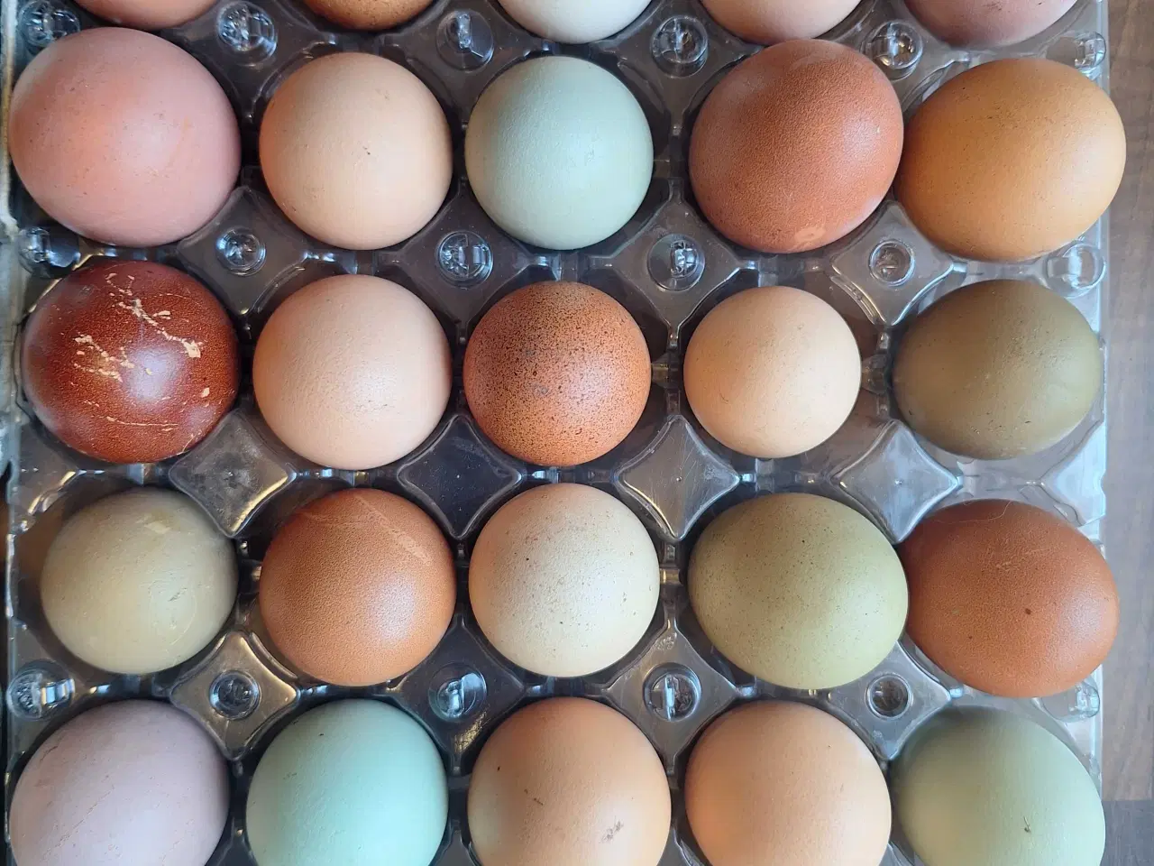 Billede 2 - Rugeæg fra blandet flok 