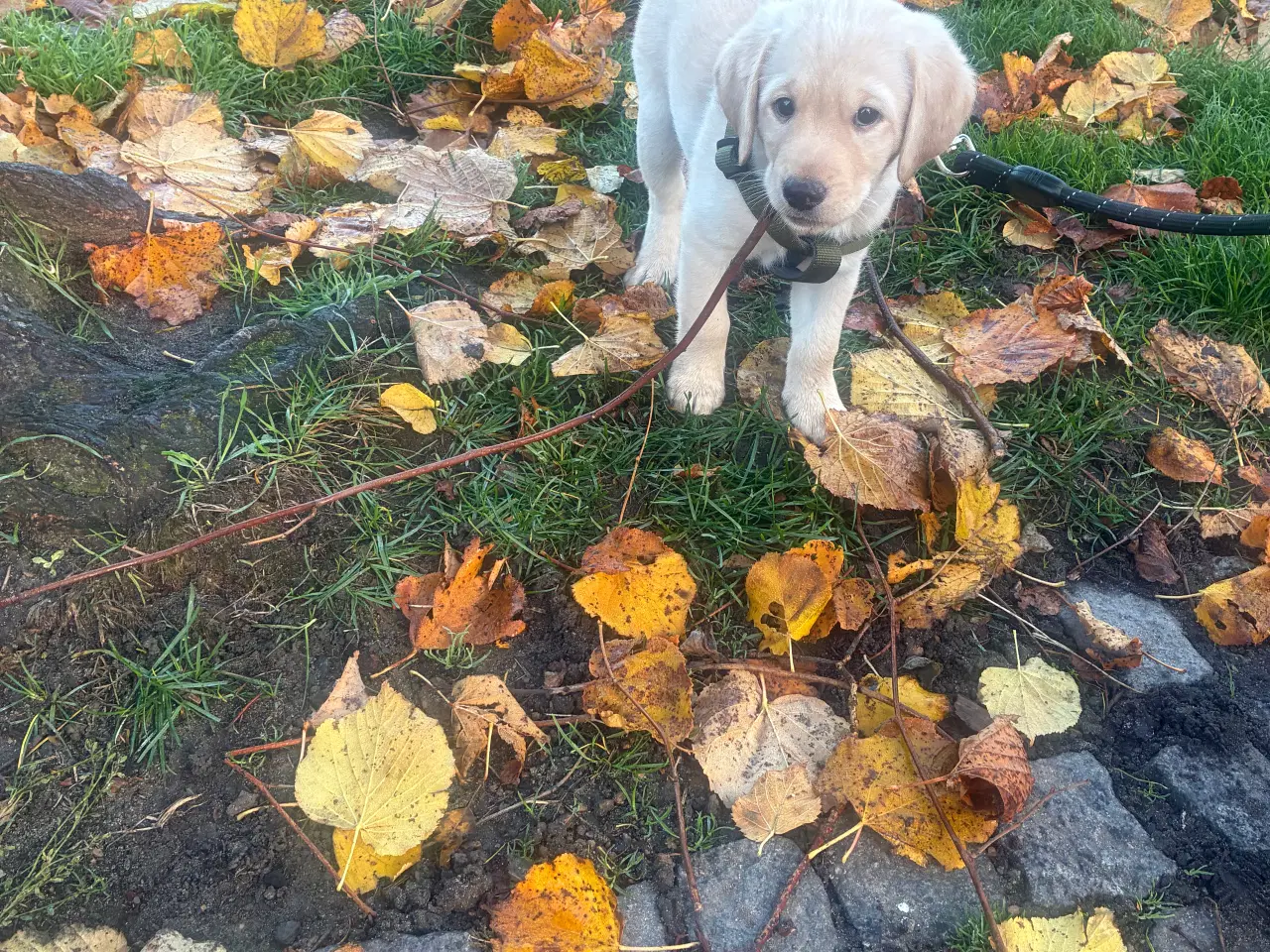 Billede 3 - Labradoodle