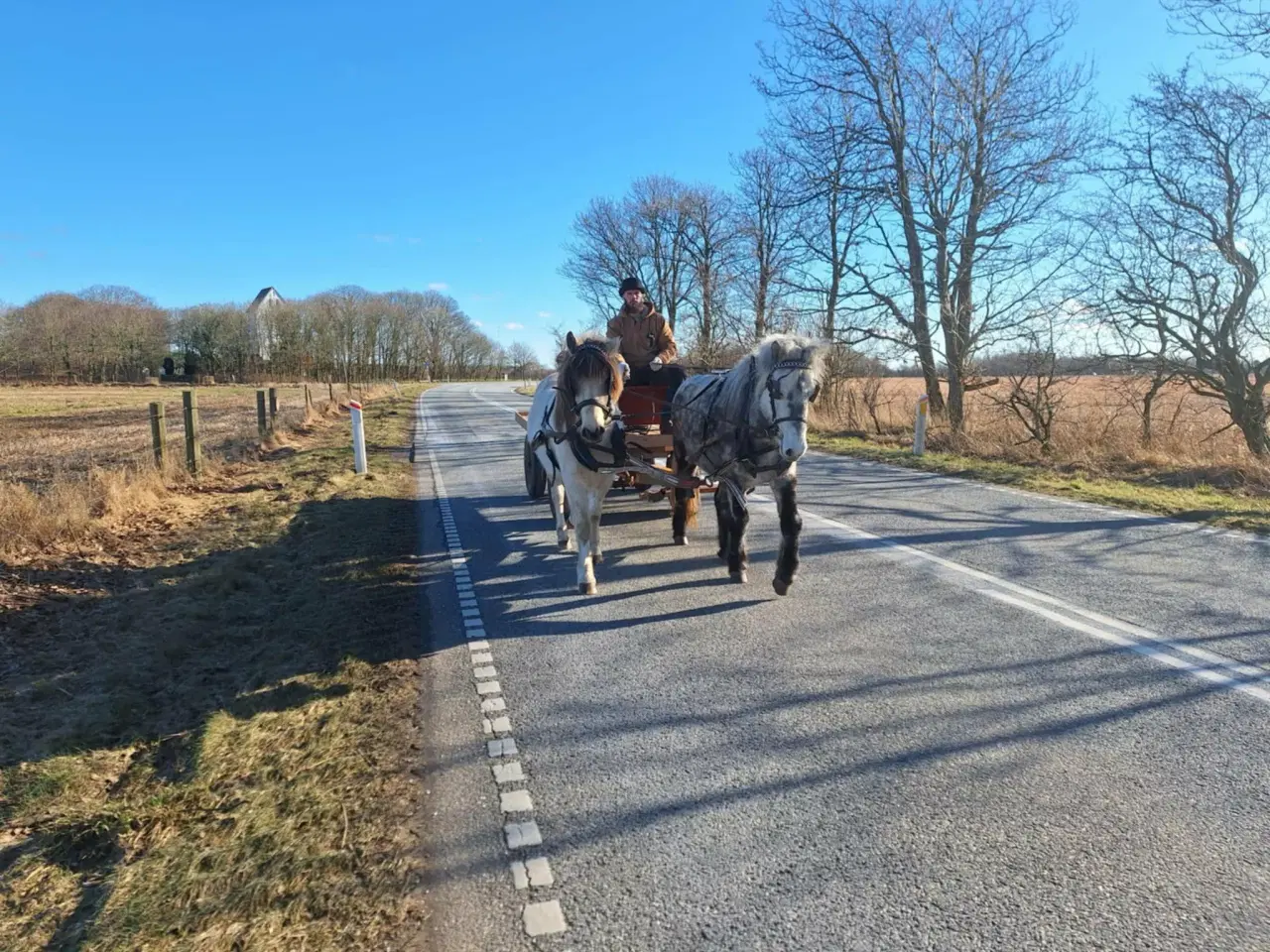 Billede 4 - Unik moldottbroget hoppe med føl