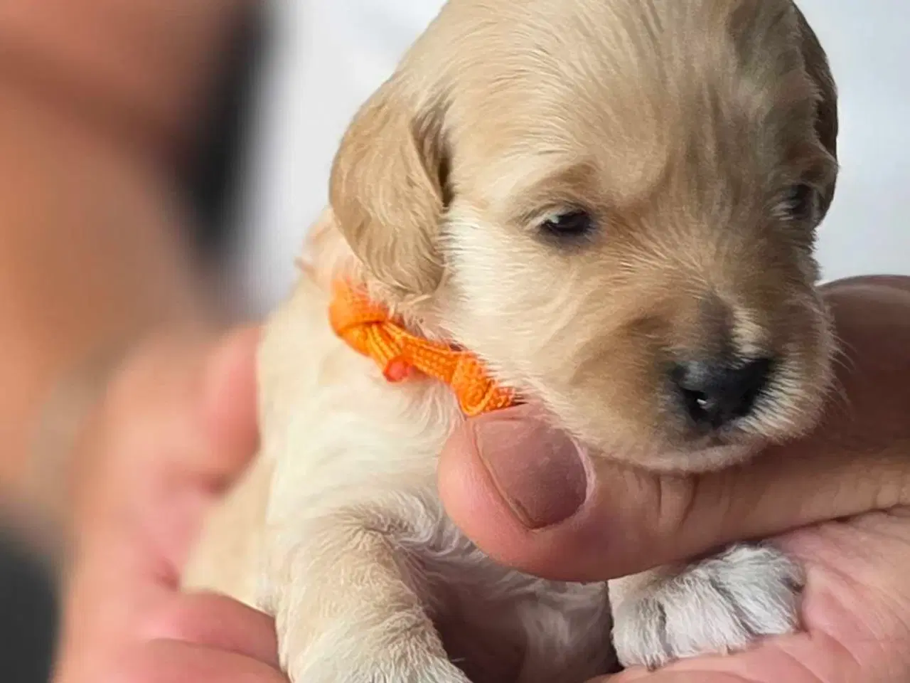 Billede 16 - F1b Cockapoo 