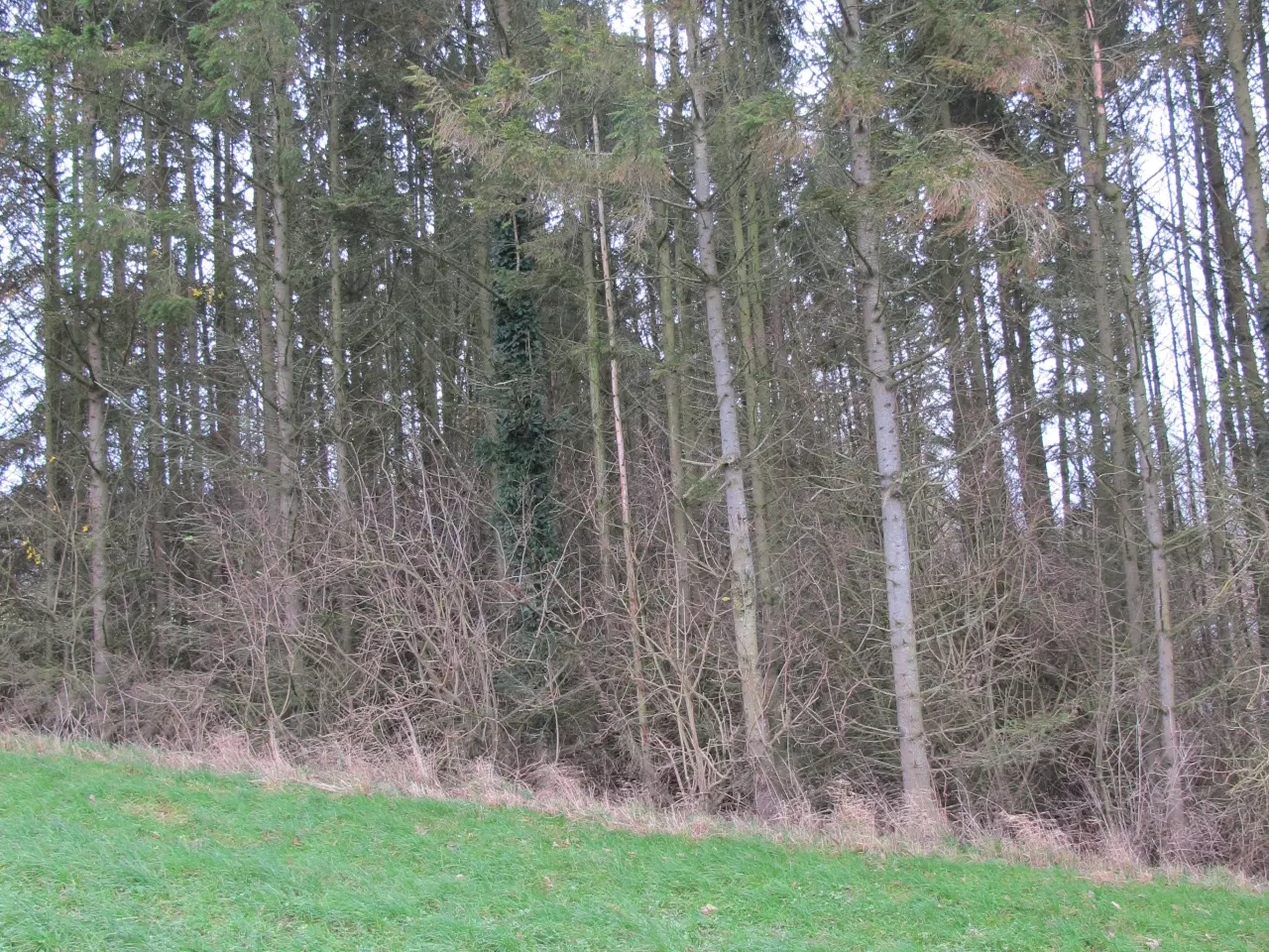 Billede 1 - Gran sav selv