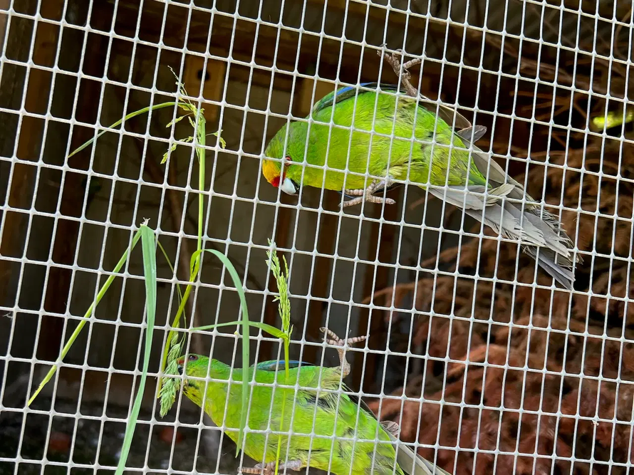 Billede 2 - Springparakitter