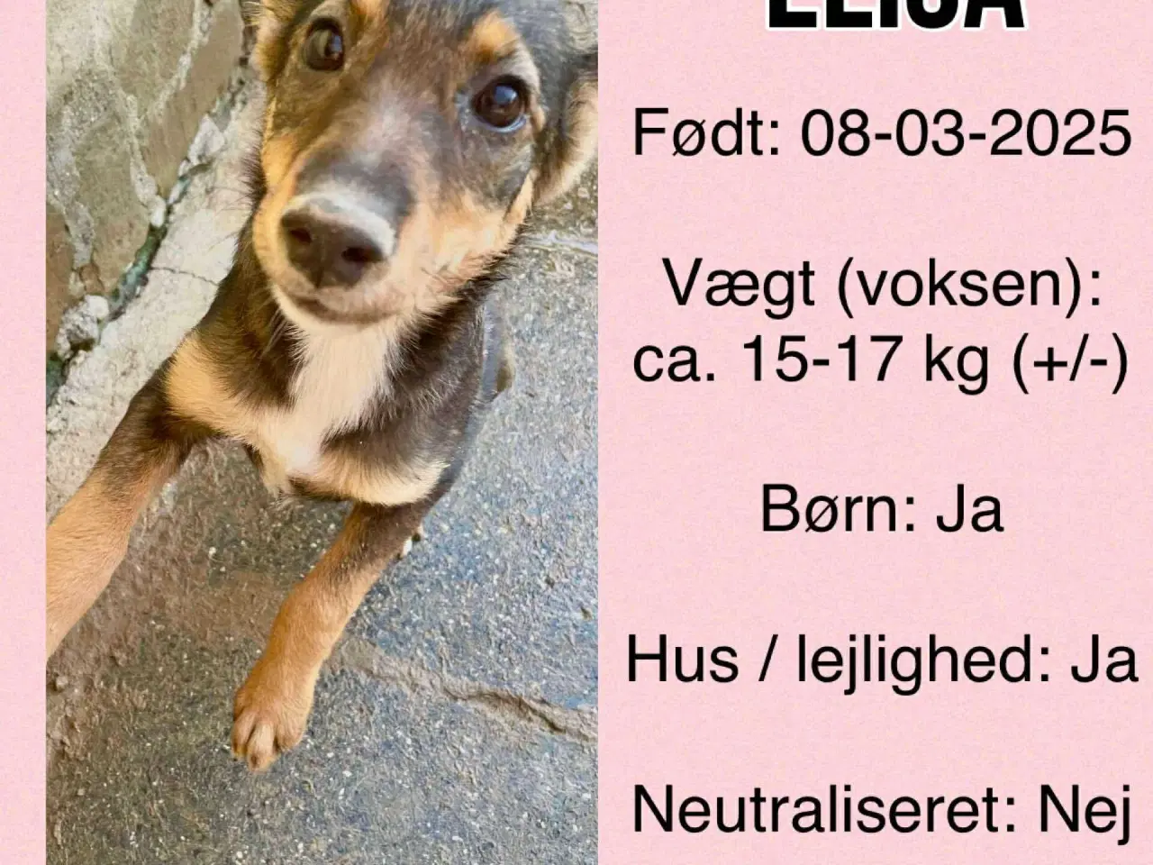 Billede 7 - Elisa søger sit 4 ever hjem