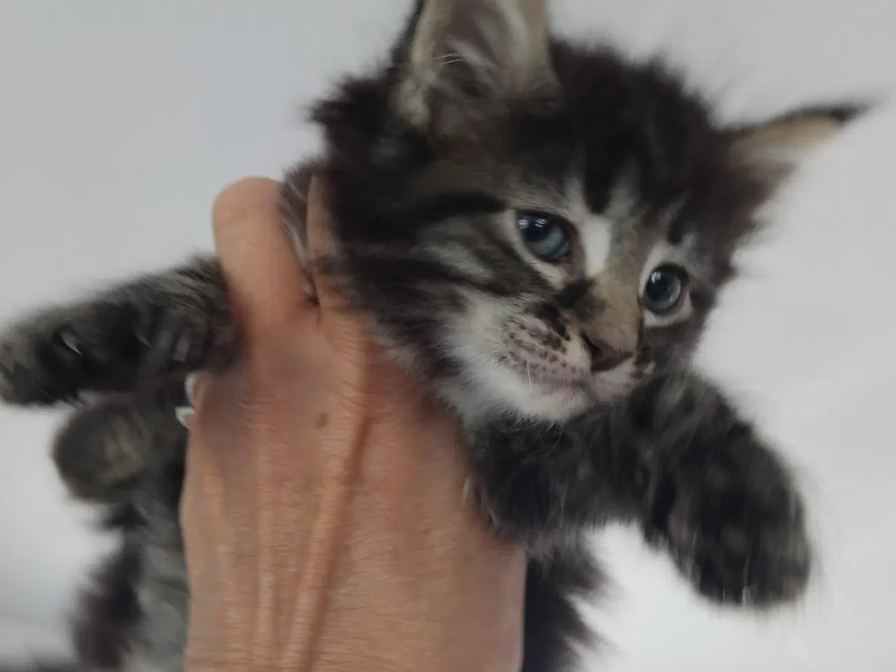 Billede 1 - Maincoon uden papirer