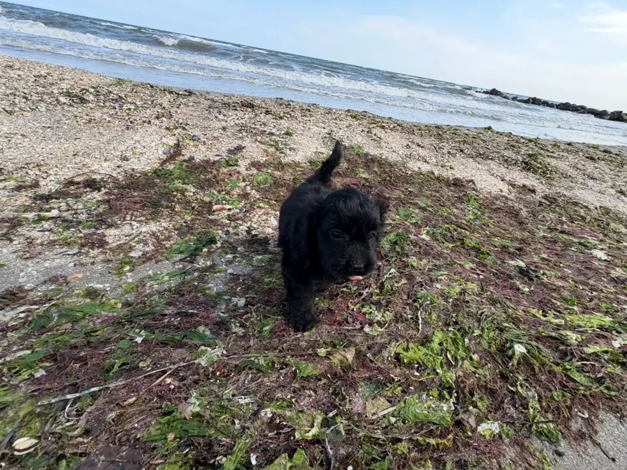 Billede 7 - 2 Dejlige Maltipoo drenge