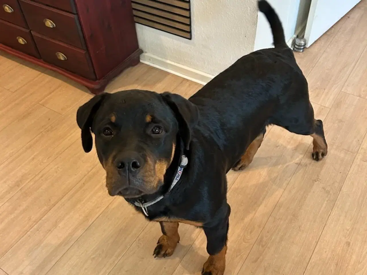 Billede 3 - Rottweiler 