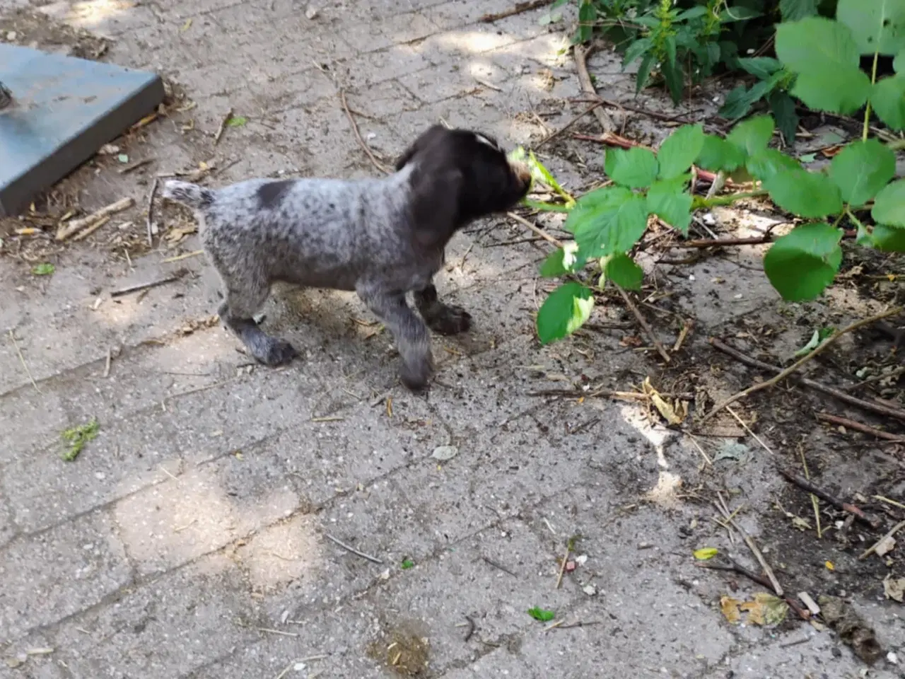 Billede 3 - Tysk ruhåret hønsehund