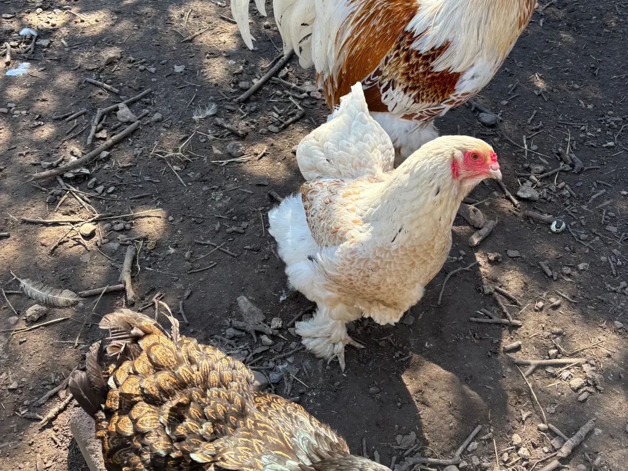 Billede 3 - Brahma haner 