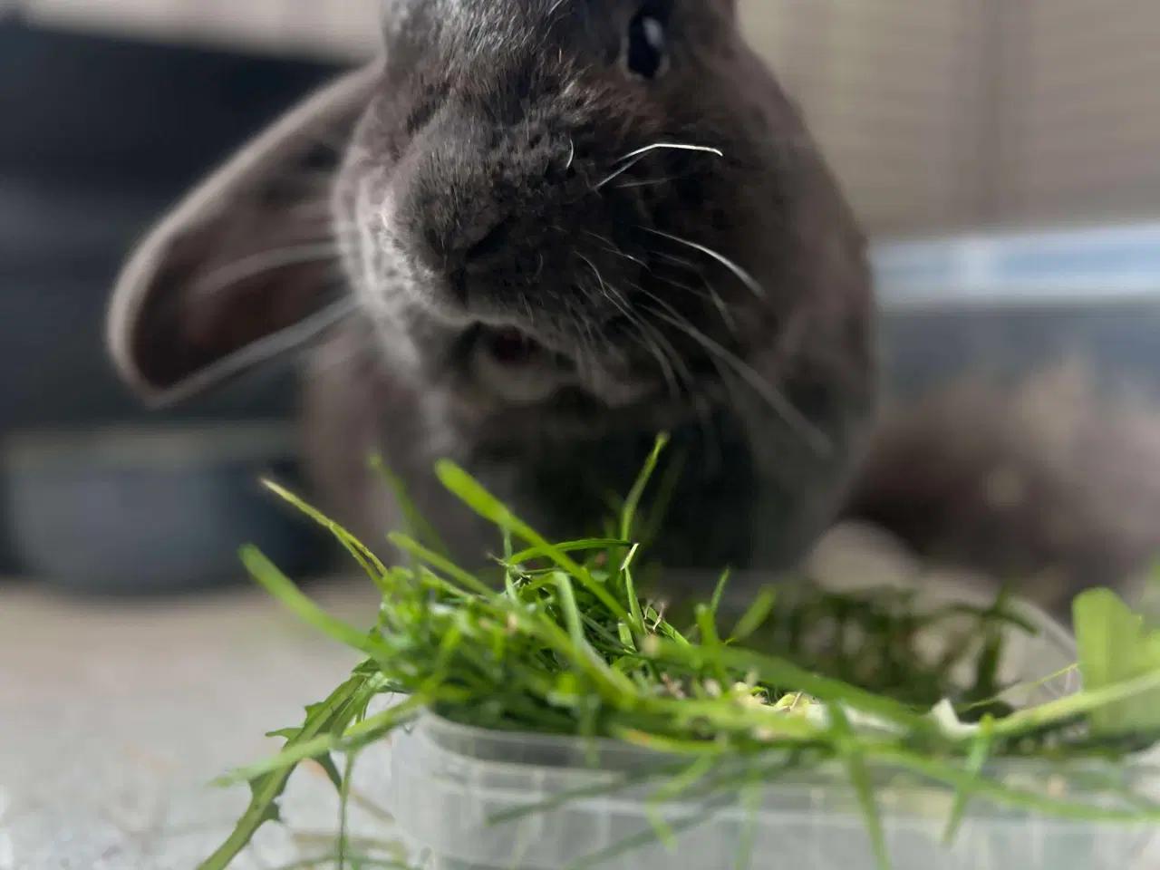 Billede 6 - Neutraliseret og vaccineret Floki