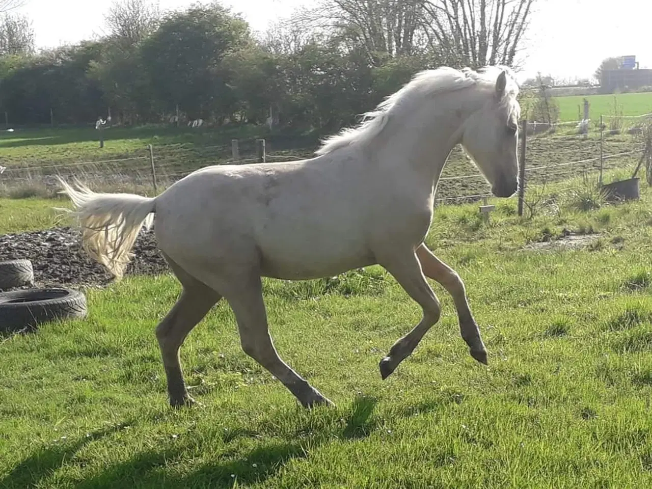 Billede 5 - Smuk Pony Welsh Partbred 1 år 130 cm.