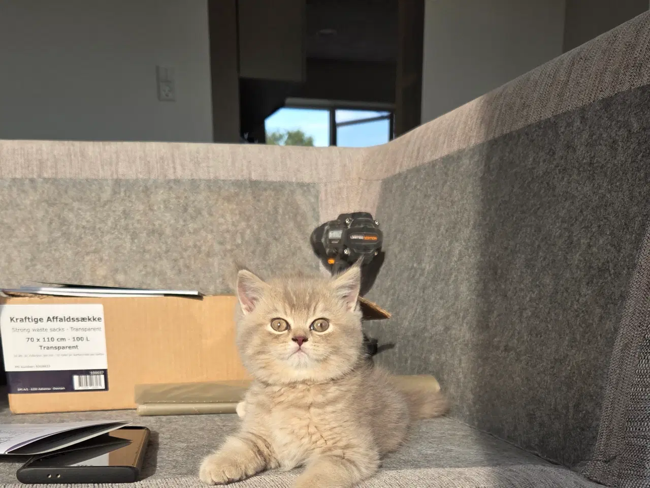 Billede 5 - British Shorthair killing med stamtavle