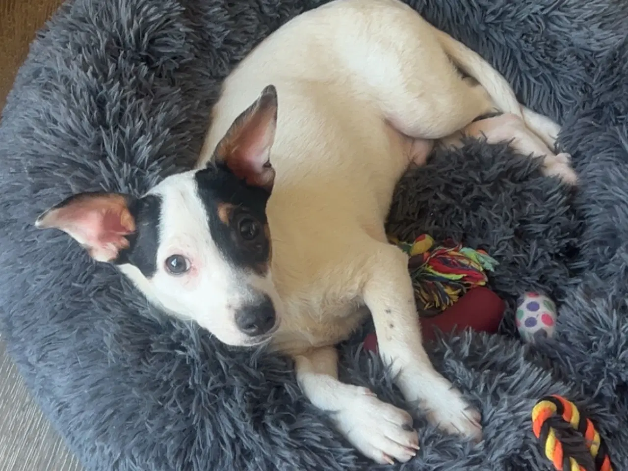 Billede 1 - Dansk svensk gårdhund 