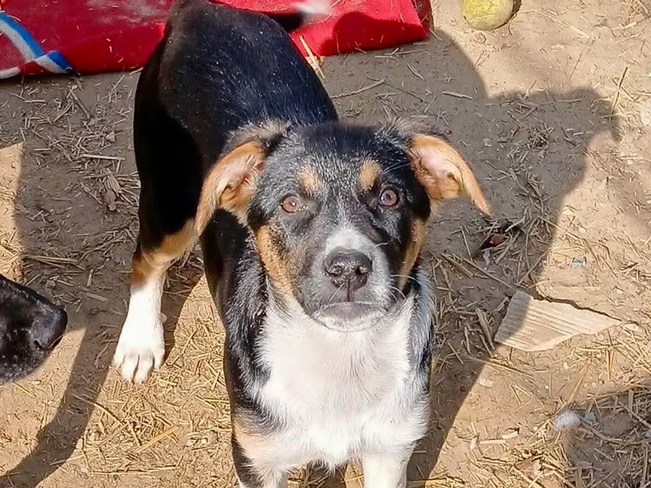 Billede 4 - Smukke Ally leder efter sin egen familie💝