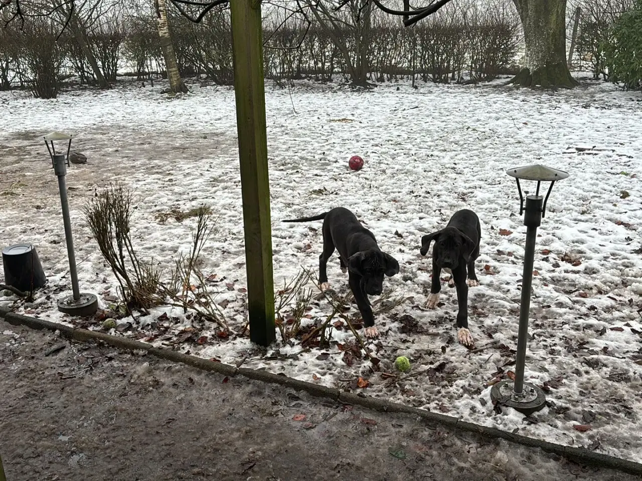 Billede 11 - Grand Danois hvalpe