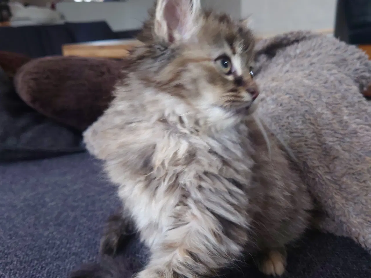 Billede 15 - Maine coon killing Far med tavle