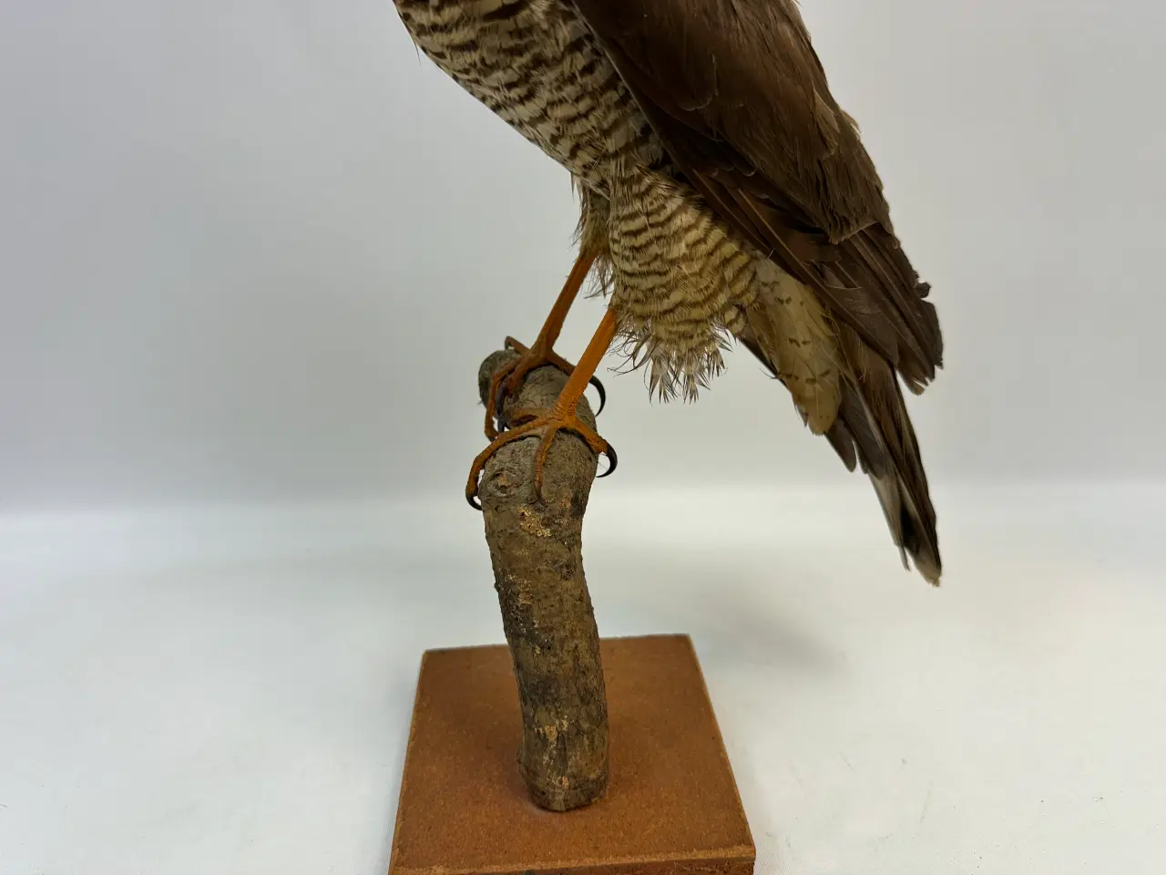 Billede 3 - Udstoppet Spurvehøg