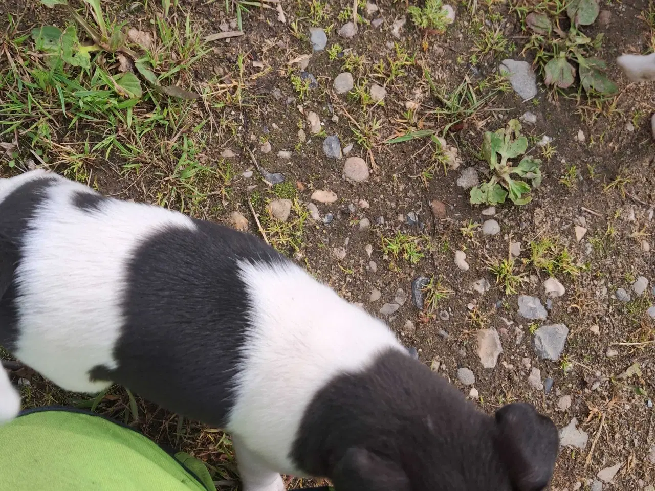 Billede 8 - Dansk svensk gårdhund (hundehvalpe)