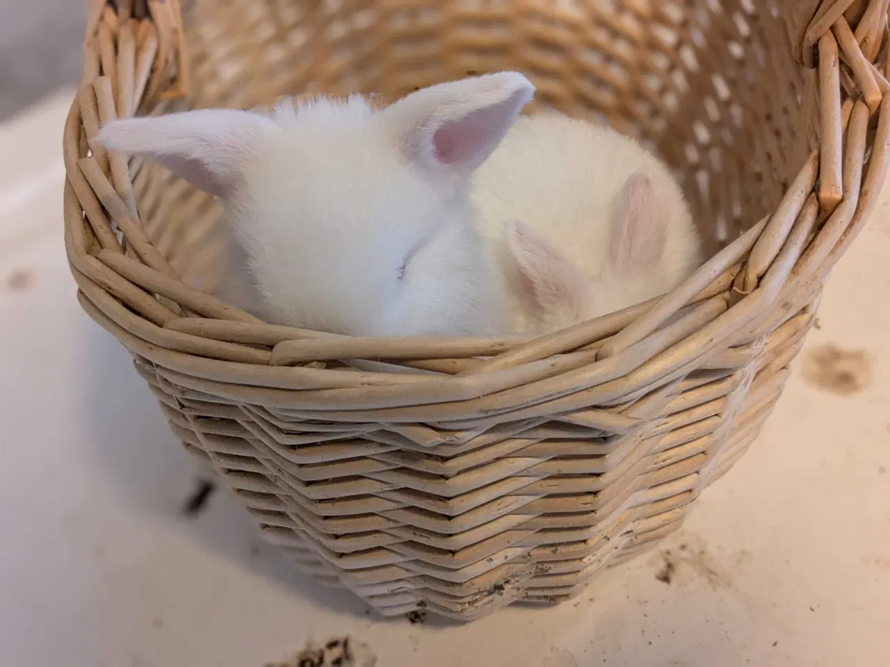 Billede 15 - Sødeste små Hermelin-kaninunger