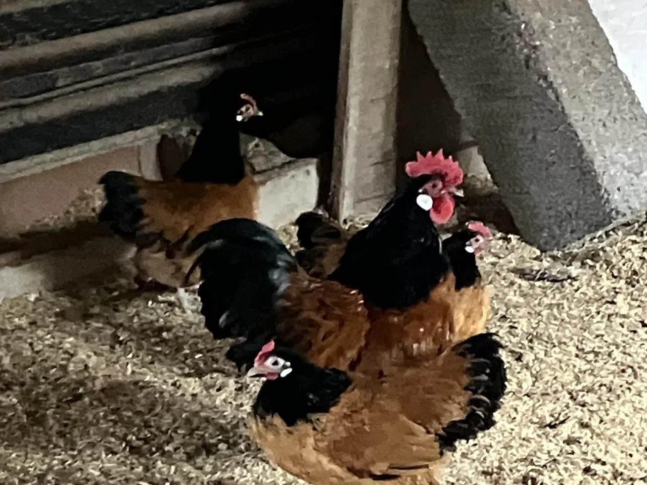 Billede 1 - Vorwerk dværghøns