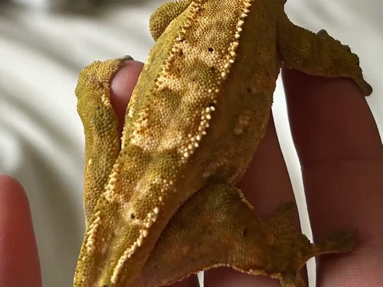 Billede 5 - Kronegekko incl terrarie
