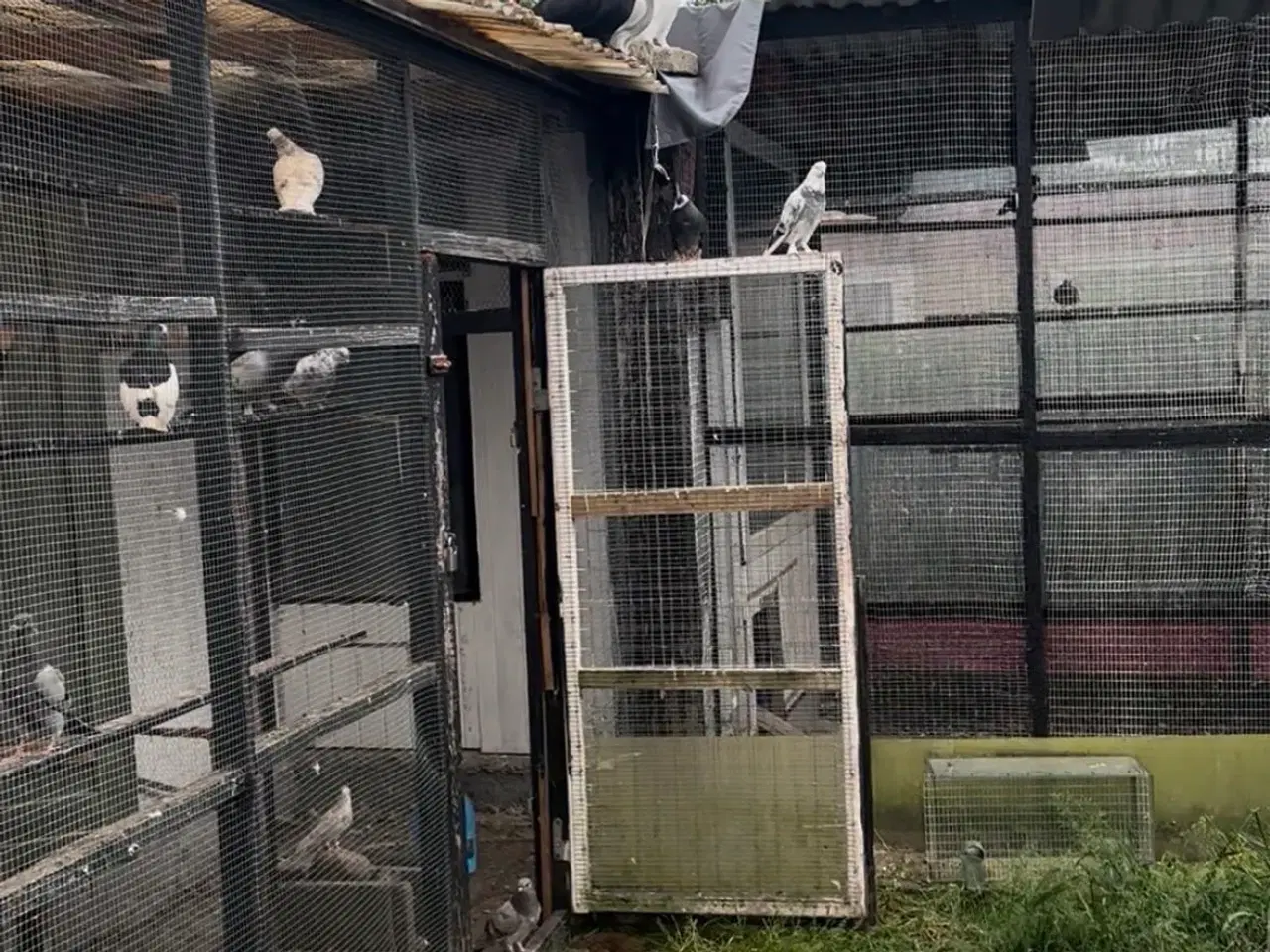 Billede 1 - 30 duer til salg – 150 kr pr. stk