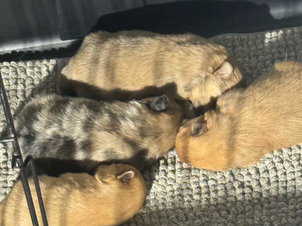 Billede 4 - Merle pomeranian