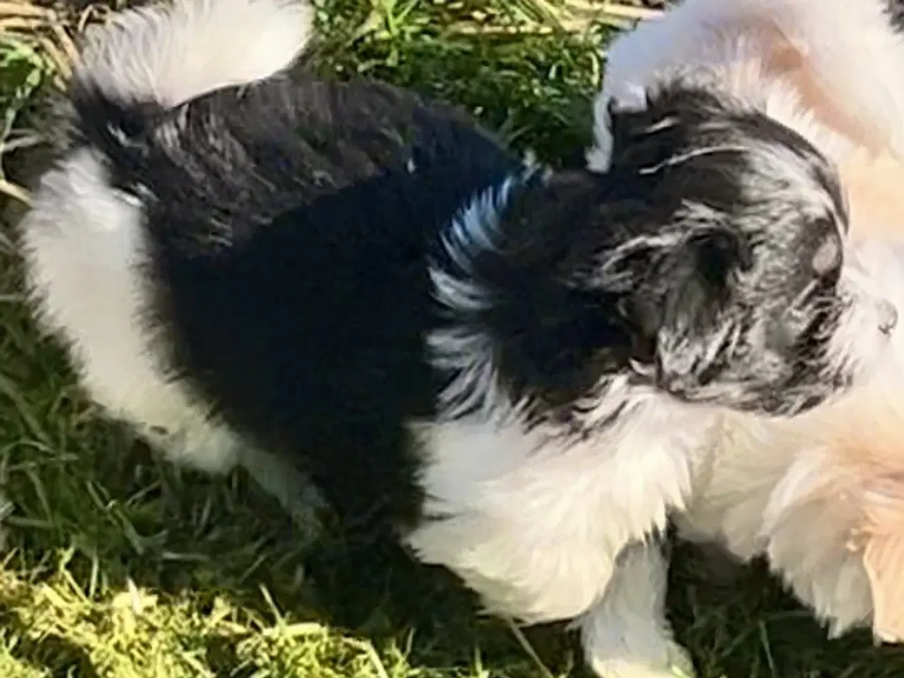 Billede 12 - Allergivenlig Shih Tzu / Bichon Havanais