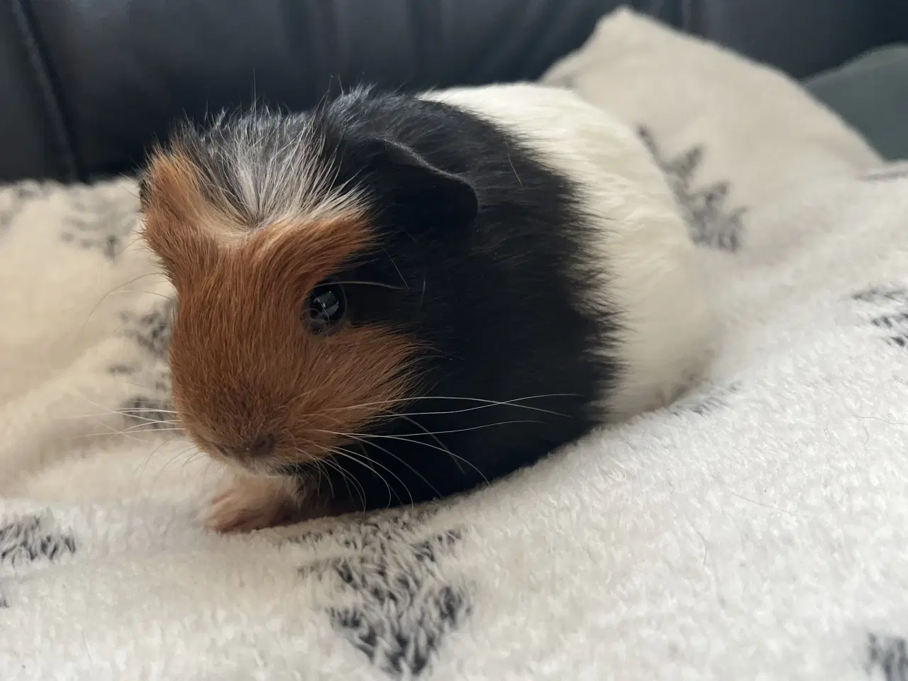 Billede 3 - Marsvin