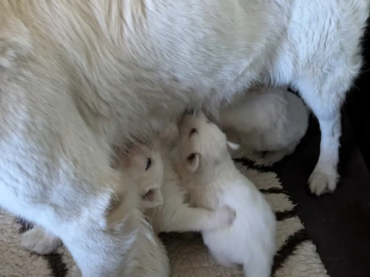 Billede 3 - Hvalpe af hvid langhåret schæferhund sælges