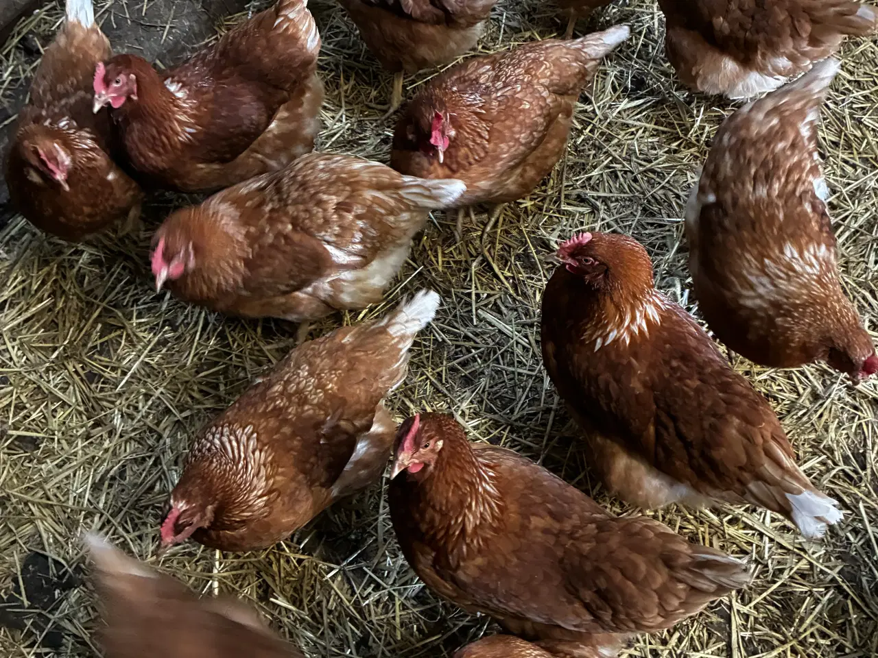 Billede 1 - Høns sælges