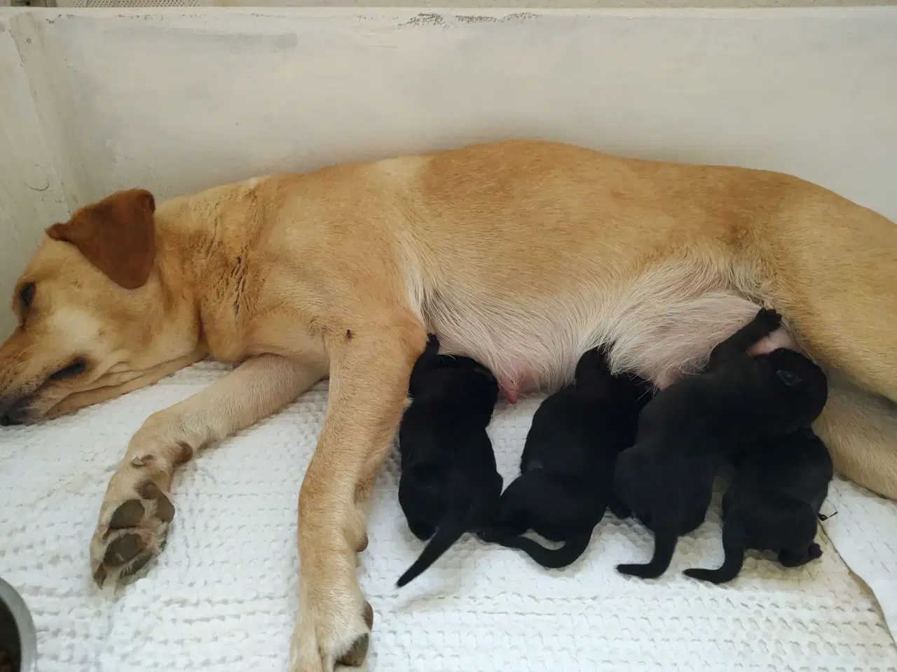 Billede 2 - Labrador hvalpe