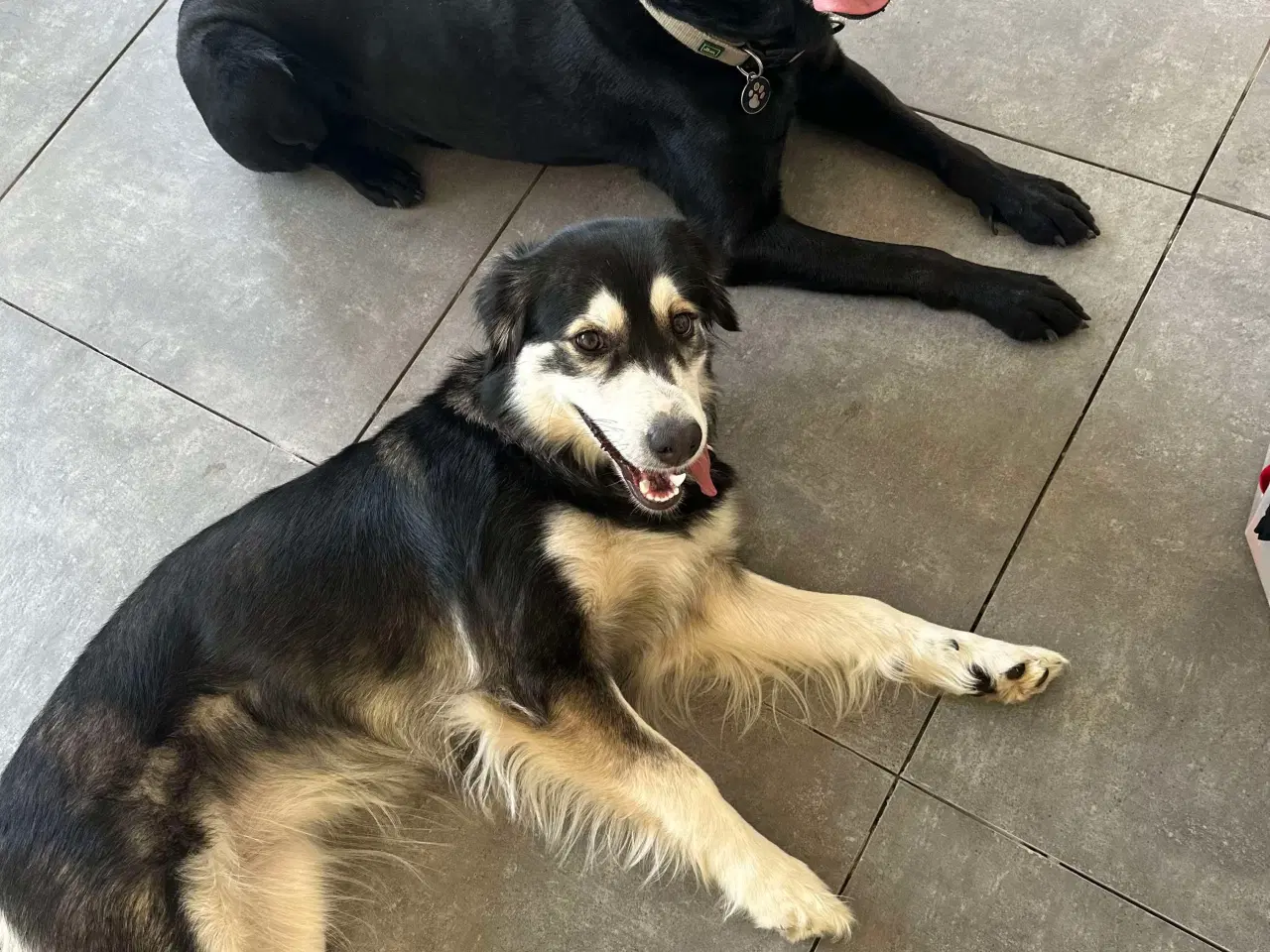 Billede 6 - Smukkeste blandings hvalpe (Golden Retriever)