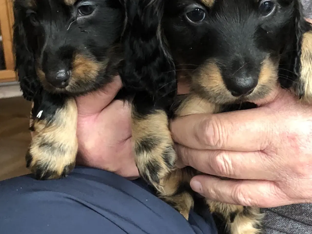 Billede 2 - Langhåret miniature gravhunde hvalpe