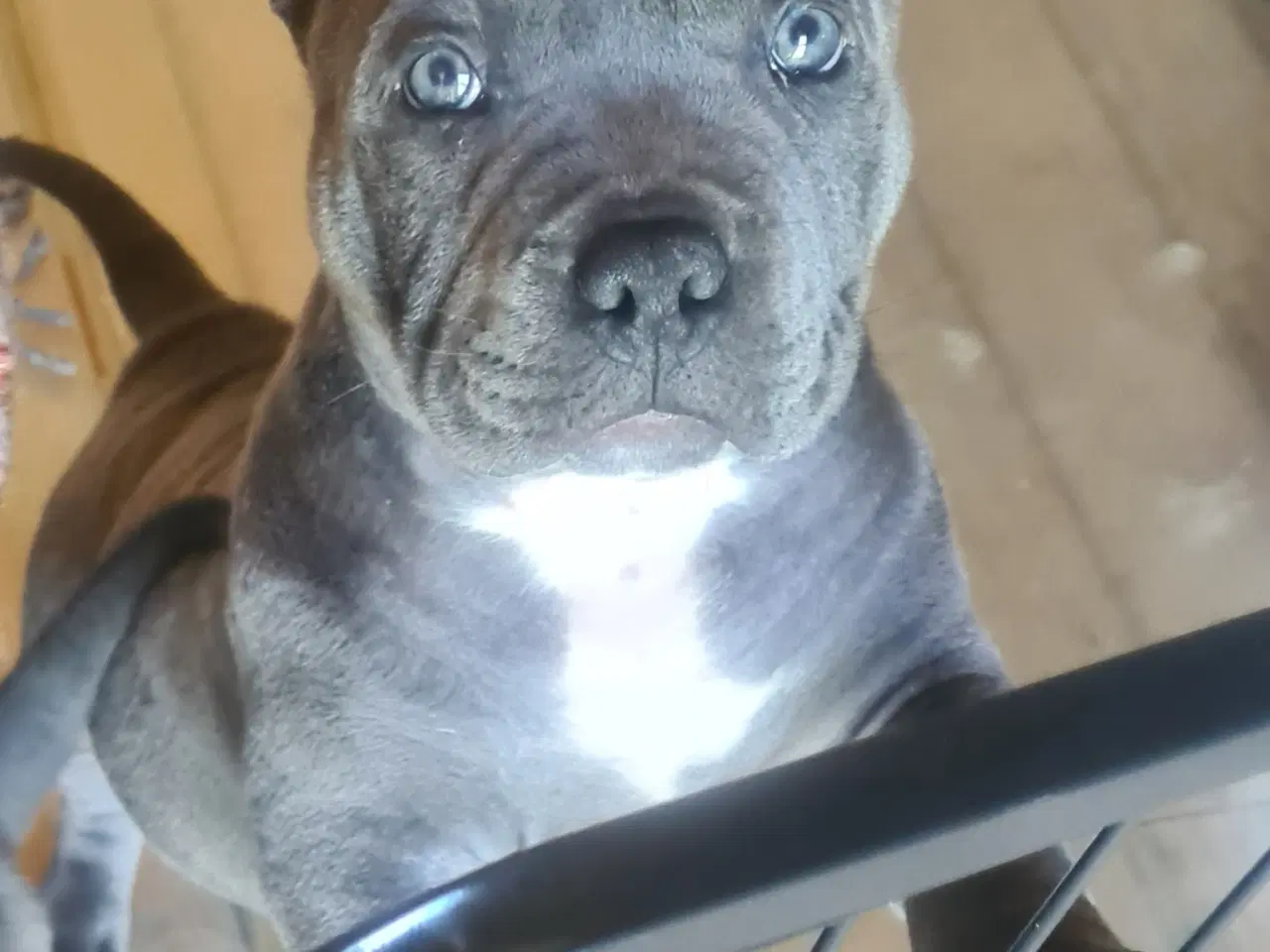 Billede 8 - American Bully Dreng - transport 