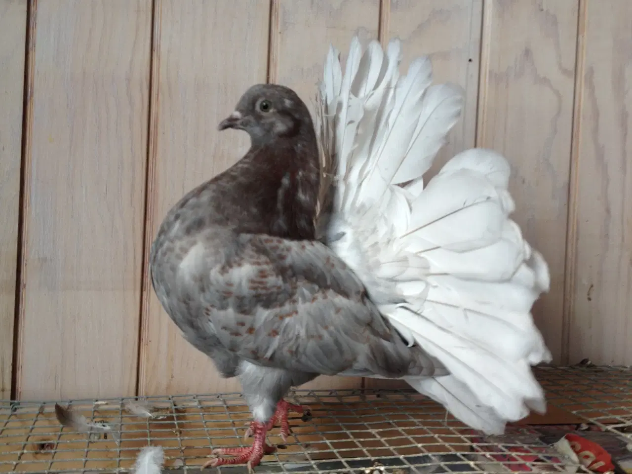 Billede 3 - 3 stk Højstjert duer sælges til 200kr