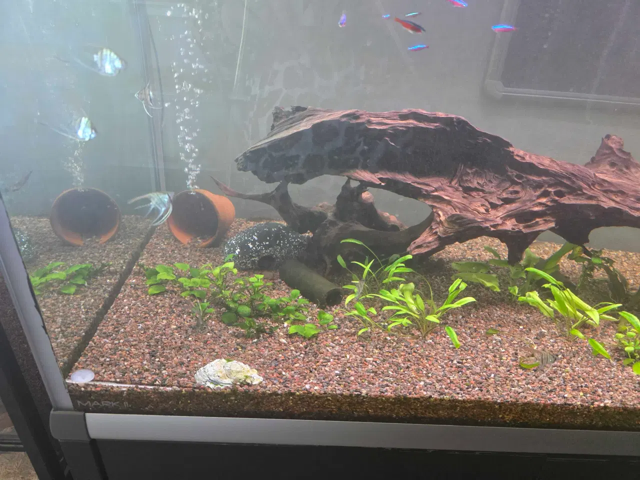 Billede 7 - 560L akvarie med Fisk
