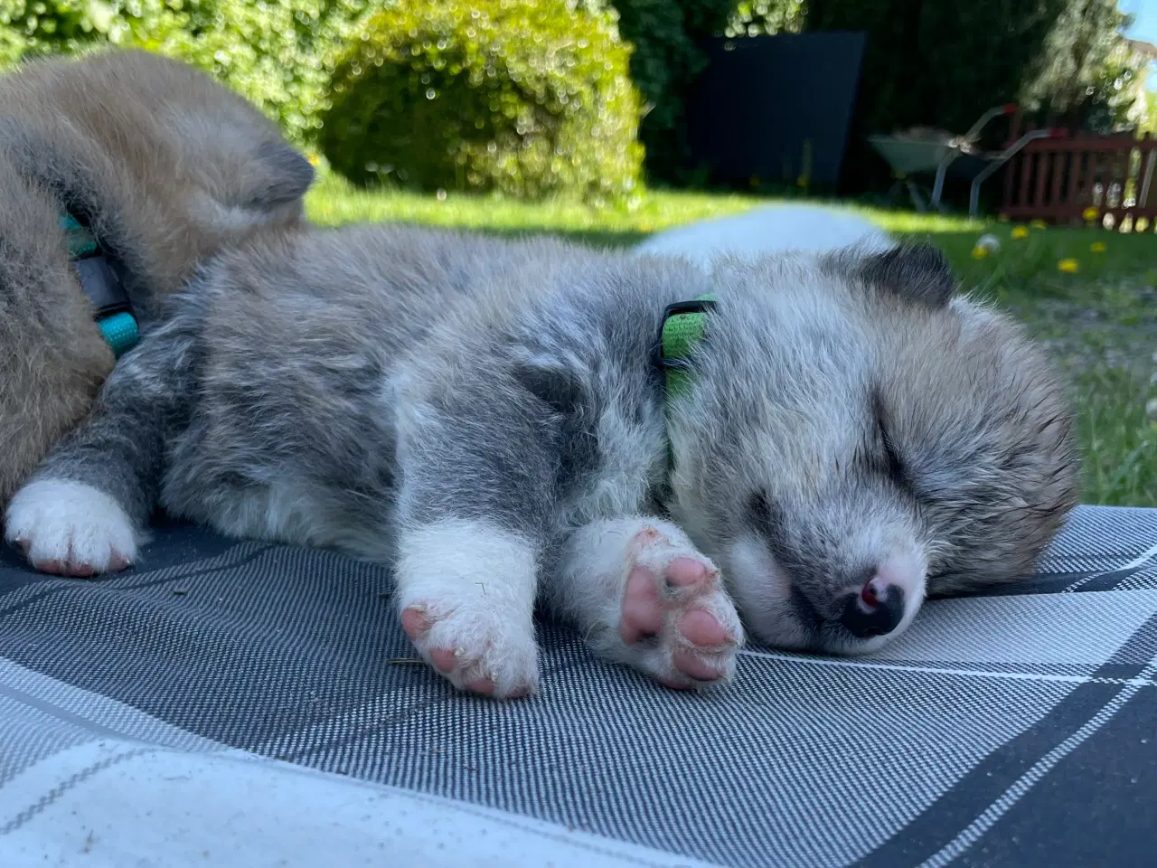 Billede 10 - Akita Inu hvalpe