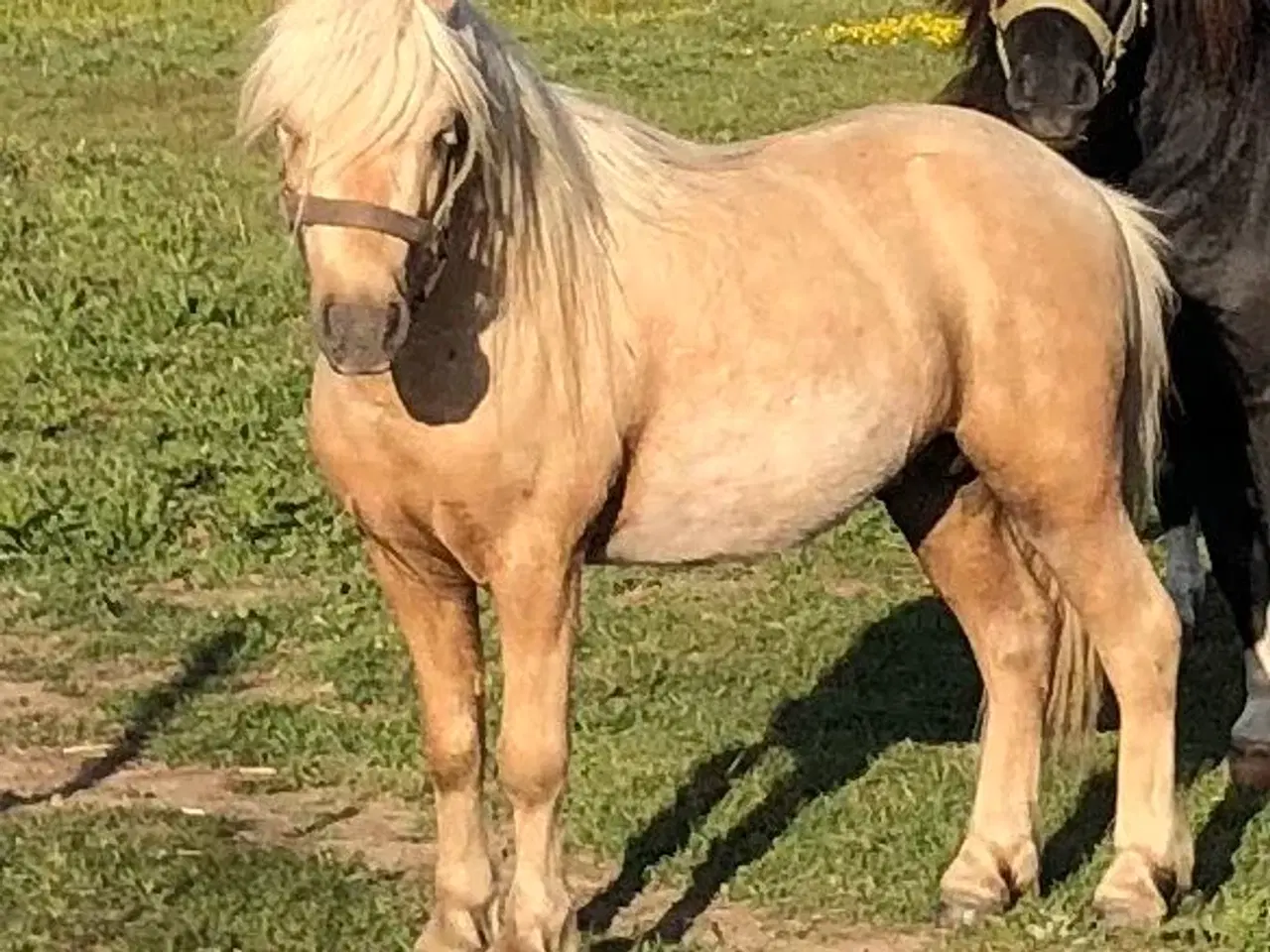 Billede 2 - Welsh / shetlænder 