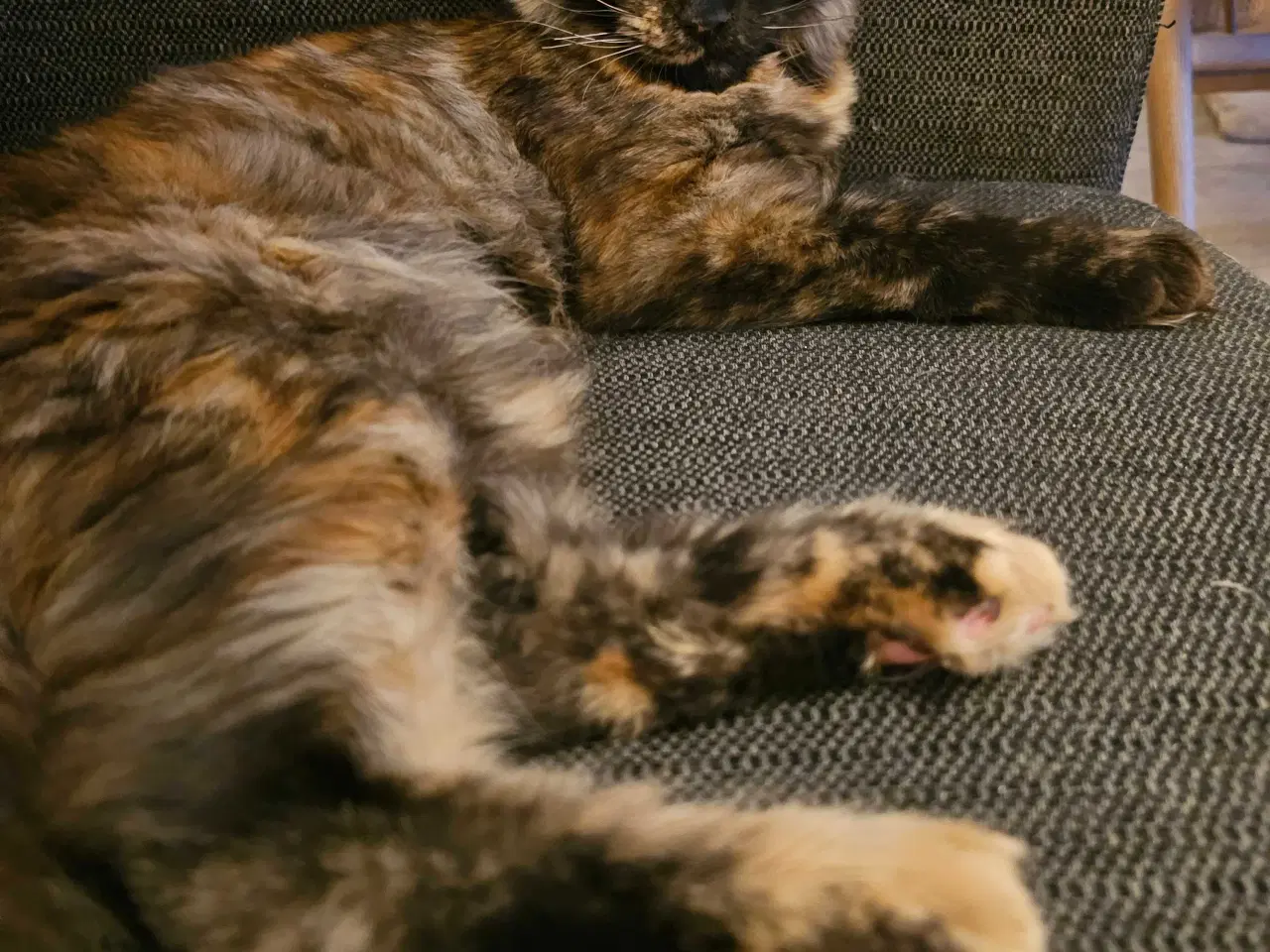 Billede 7 - JULEPRIS! Maine Coon killing m/ stamtavle 