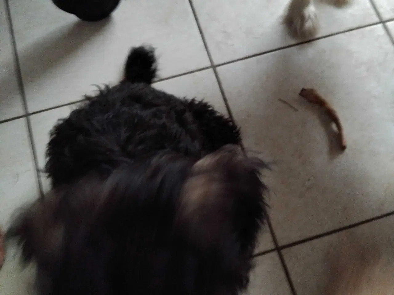 Billede 5 - Shih tzu/ minipuddel 