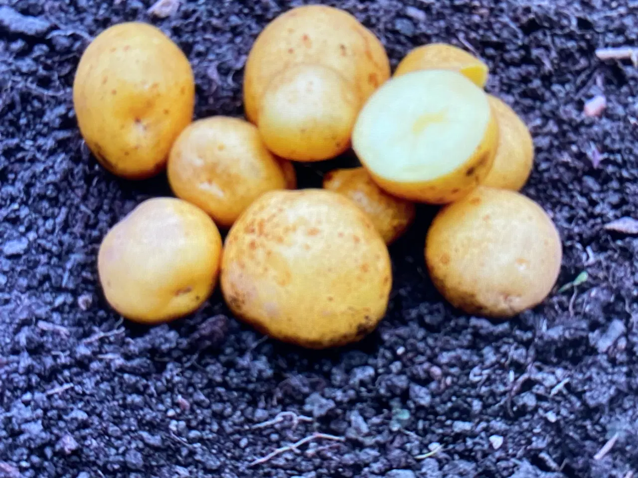 Billede 1 - Læggekartofler -økologiske - billige -overskud
