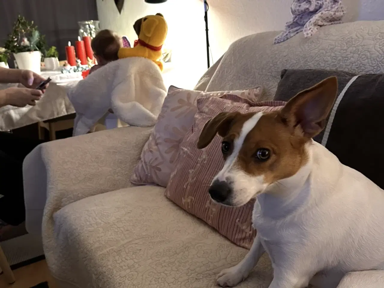 Billede 5 - Jack russell pige 