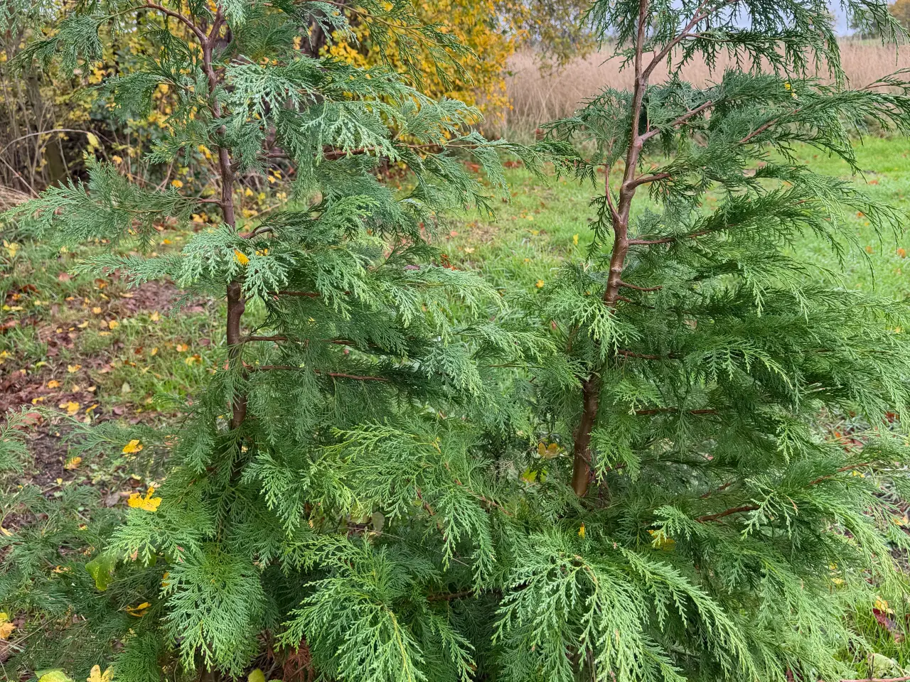 Billede 3 - Ædelcypres træer